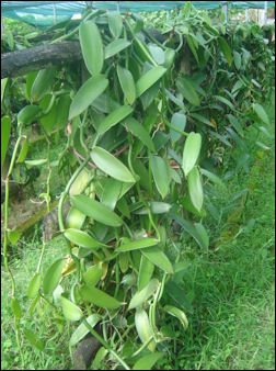 20120525-Vanilla plantation.jpg